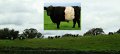 Belted Galloway